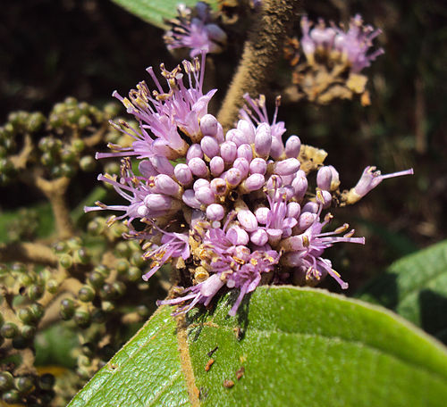 Callicarpa tomentosa